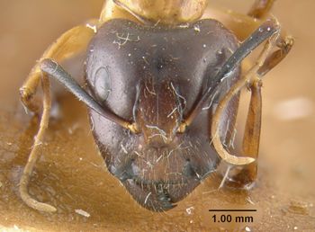 Media type: image;   Entomology 21458 Aspect: head frontal view